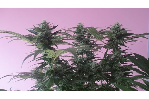 Sticky Beast (Zamnesia Seeds) feminisiert Sticky Beast (Zamnesia Seeds) feminisiert