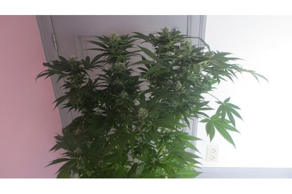 Sticky Beast (Zamnesia Seeds) feminisiert Sticky Beast (Zamnesia Seeds) feminisiert