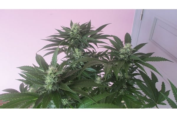 Sticky Beast (Zamnesia Seeds) feminisiert Sticky Beast (Zamnesia Seeds) feminisiert