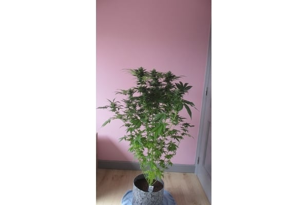 Sticky Beast (Zamnesia Seeds) feminisiert Sticky Beast (Zamnesia Seeds) feminisiert