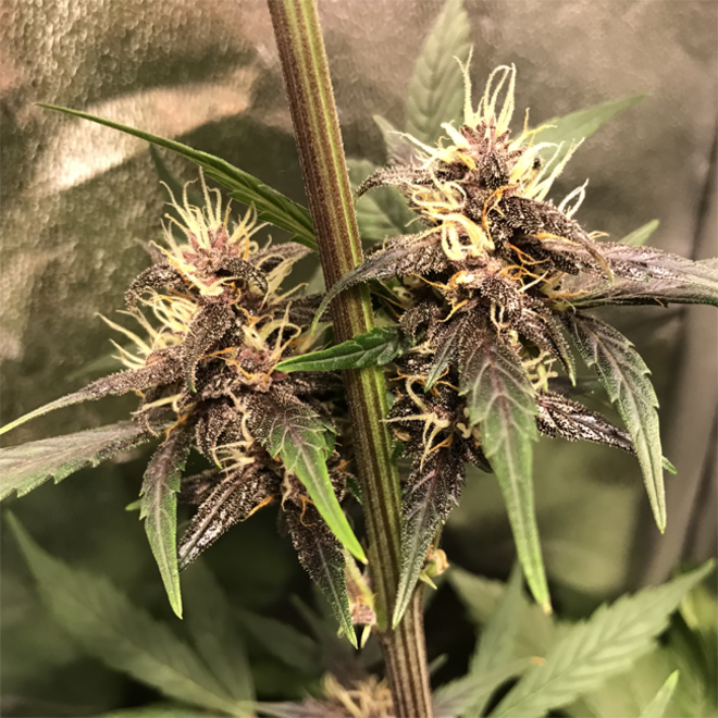 Auto Purple CousKush (Zamnesia Seeds) Feminized