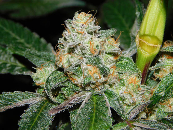 Wifi 43 x Do-Si-Dos (Philosopher Seeds x Zamnesia) feminized