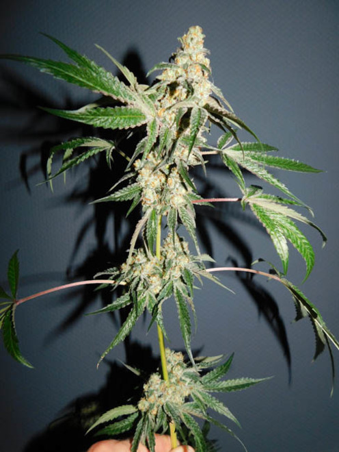 Wifi 43 x Do-Si-Dos (Philosopher Seeds x Zamnesia) feminized