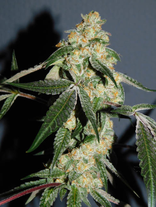 Wifi 43 x Do-Si-Dos (Philosopher Seeds x Zamnesia) feminized