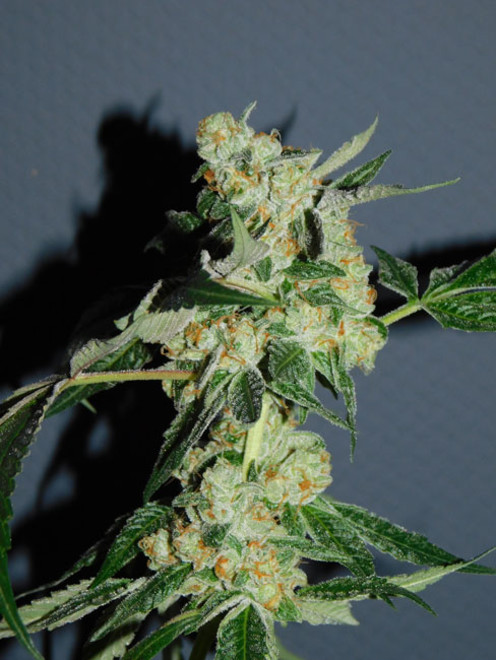 Wifi 43 x Do-Si-Dos (Philosopher Seeds x Zamnesia) feminized