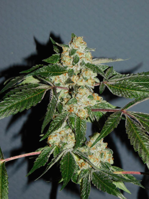 Wifi 43 x Do-Si-Dos (Philosopher Seeds x Zamnesia) feminized