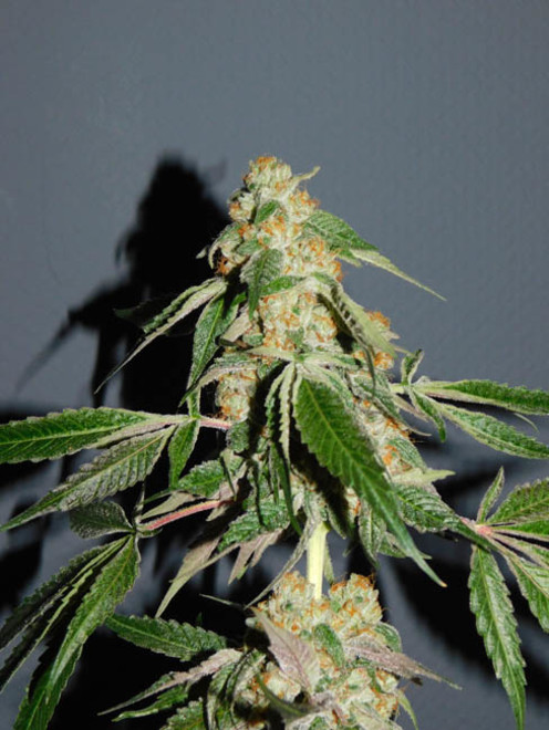 Wifi 43 x Do-Si-Dos (Philosopher Seeds x Zamnesia) feminized