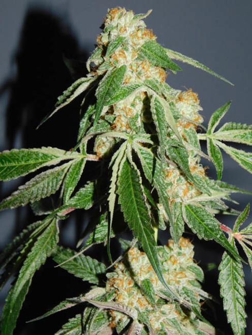 Wifi 43 x Do-Si-Dos (Philosopher Seeds x Zamnesia) feminized