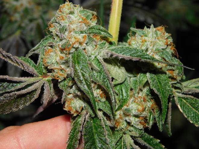 Wifi 43 x Do-Si-Dos (Philosopher Seeds x Zamnesia) feminized