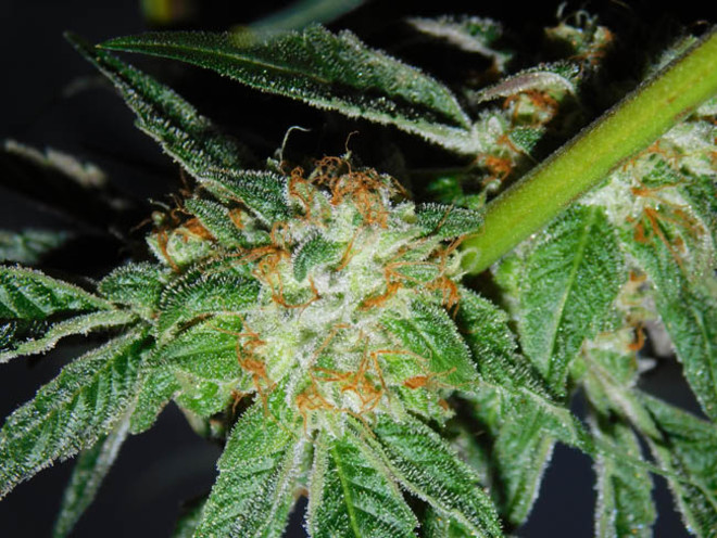 Wifi 43 x Do-Si-Dos (Philosopher Seeds x Zamnesia) feminized