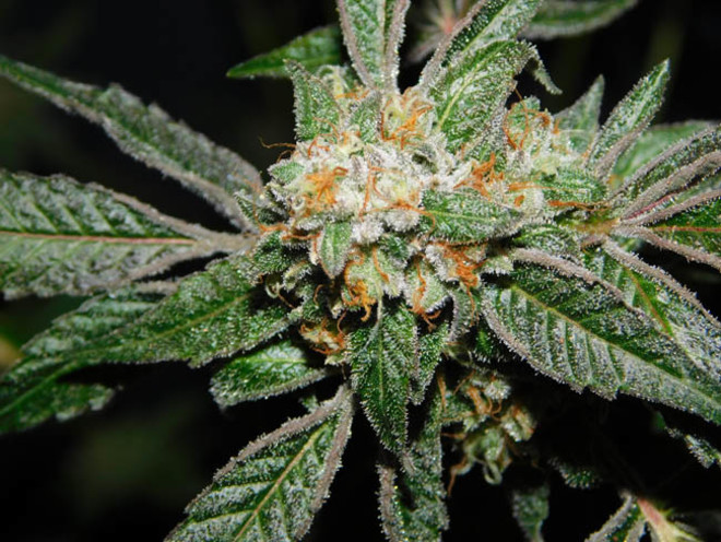 Wifi 43 x Do-Si-Dos (Philosopher Seeds x Zamnesia) feminized