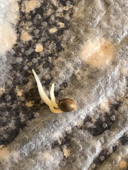 Purple Punch (Zamnesia Seeds) feminisiert Purple Punch (Zamnesia Seeds) feminisiert