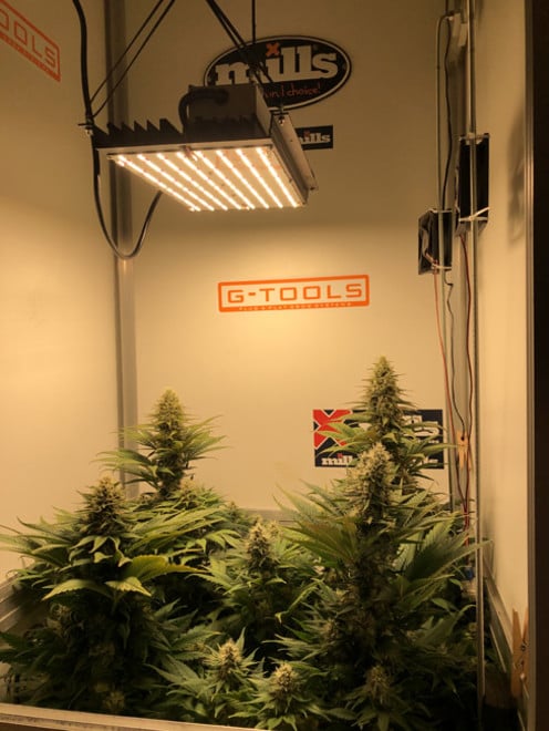 Purple Punch (Zamnesia Seeds) feminisiert Purple Punch (Zamnesia Seeds) feminisiert