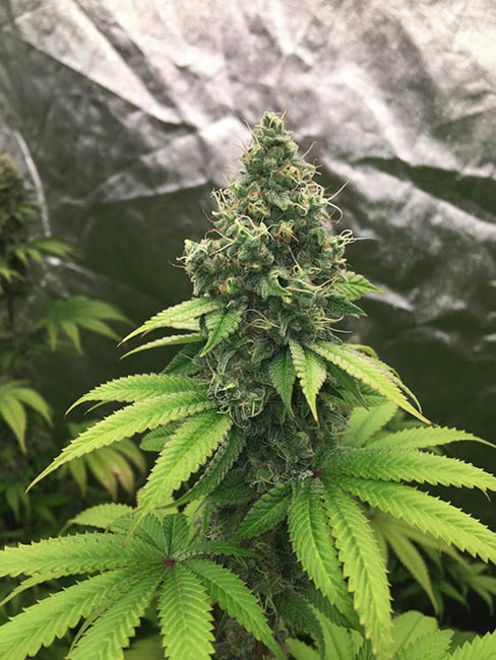 Runtz (Zamnesia Seeds) feminisiert Runtz (Zamnesia Seeds) feminisiert