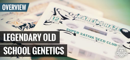 Oldskool Cannabis Genetik | Super Sativa Seed Club