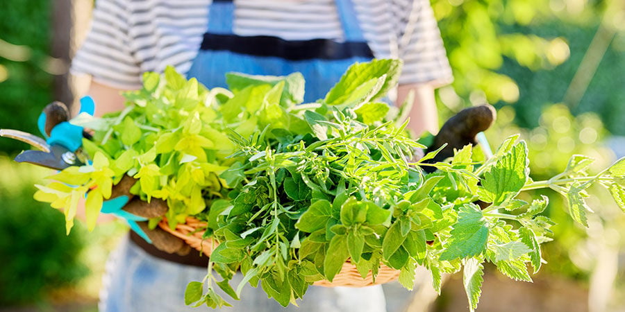 Get Your Hands On Some High-Performing Herbs Now