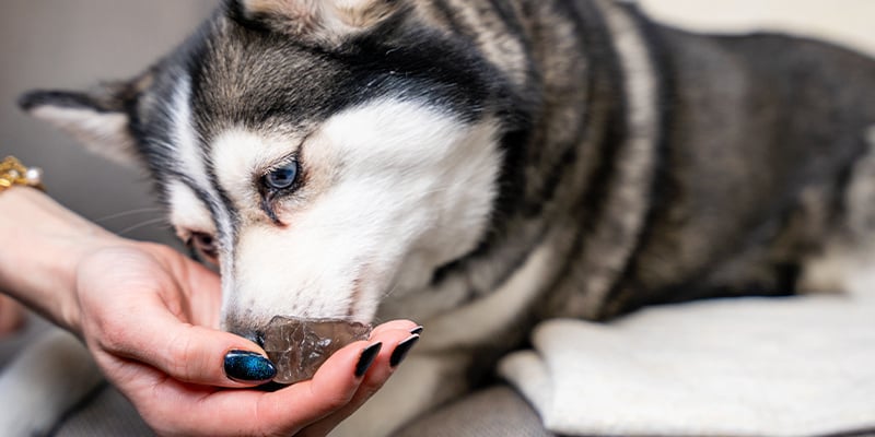 Gemstones for your furry friends