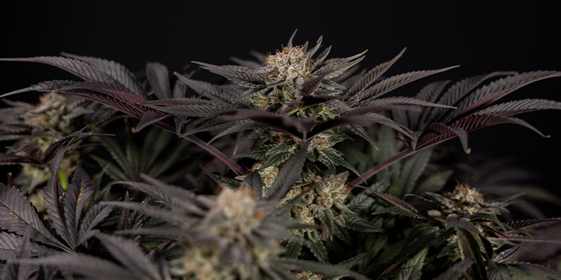 Debunking the craziest weed myths