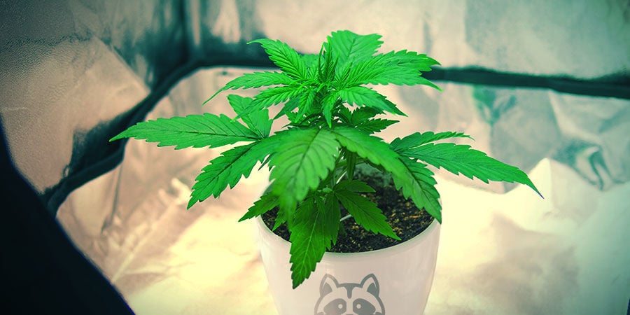 HOW TO GROW SENSI SKUNK