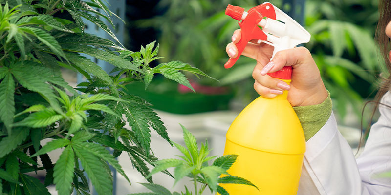 How to use coffee grounds as cannabis fertiliser: Foliar spray