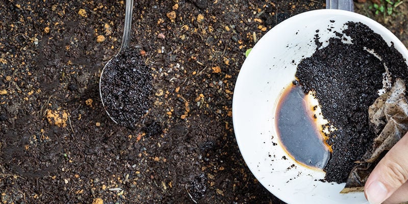 How to use coffee grounds as cannabis fertiliser: In soil