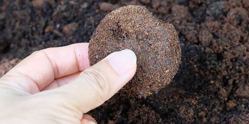 What are coffee grounds, and are they good for cannabis?