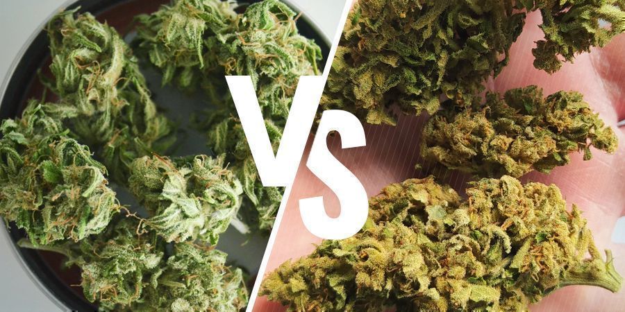 Indoor vs Outdoor Grown Cannabis: Colour