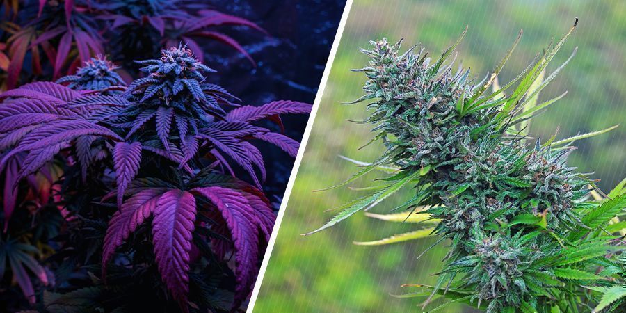 Which Is of Higher Quality — Indoor or Outdoor Weed?