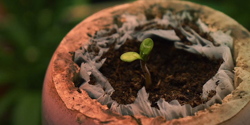 How To Grow Blueberry