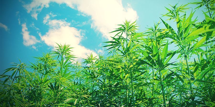 Why Grow Cannabis Organic?