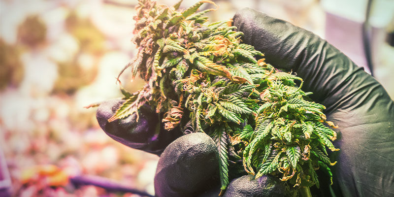 Conquer Nutrient Lockout in Weed and Enjoy Massive, Healthy Harvests
