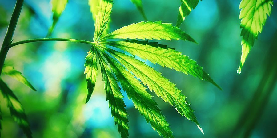 WHAT MAKES CANNABIS RUDERALIS DIFFERENT ?