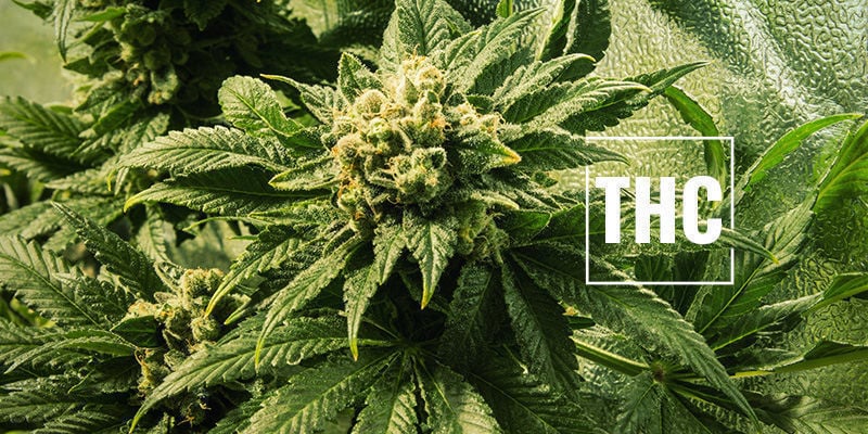 Is More THC Always Better?