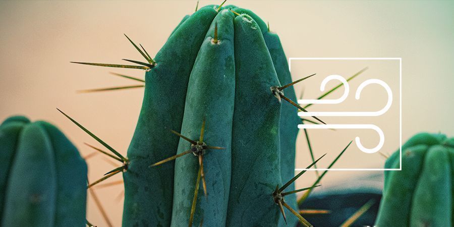 Bolivian Torch: The Psychoactive Cactus Of The Four Winds 