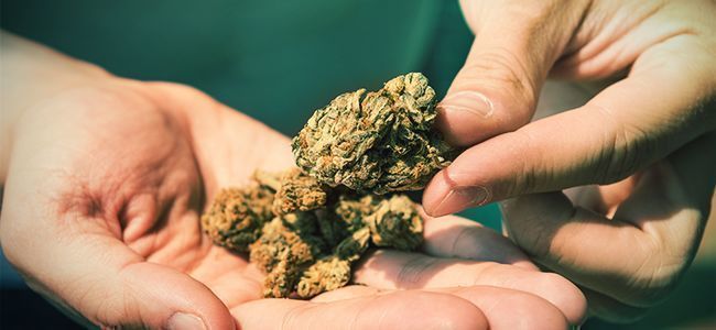 10 Ways To Grind Cannabis Without A Grinder [2024 Update] - Zamnesia Blog