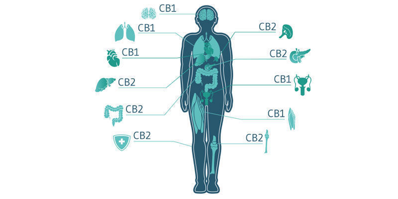 Does Topical Cannabis Really Work? 