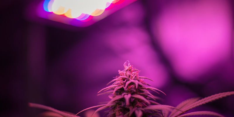Growing weed with LED grow lights