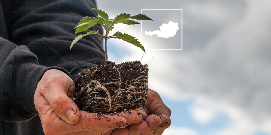 The status of cannabis in Austria