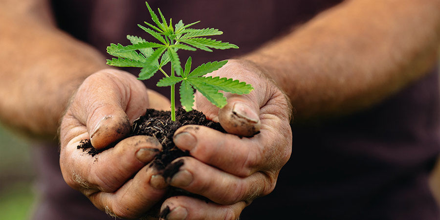 What does the future hold regarding cannabis’ legal status in Germany and Austria?