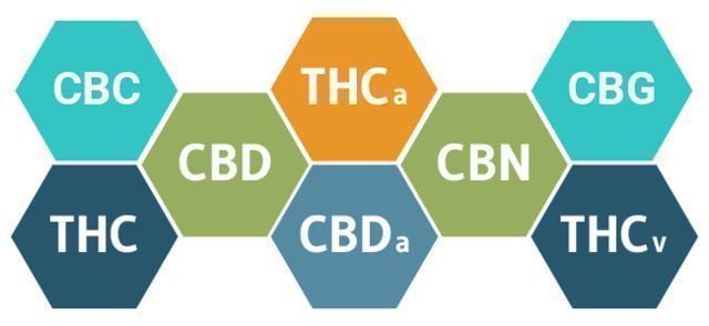 HOW WILL CBD AFFECT YOUR BODY?