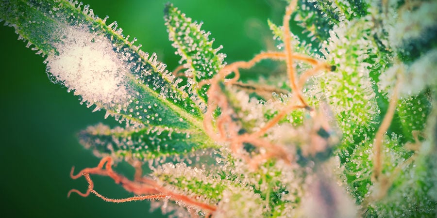 GROWING CANNABIS - BEWARE OF MOULD