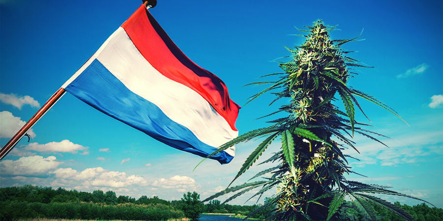 Growing Cannabis In The Dutch Climate