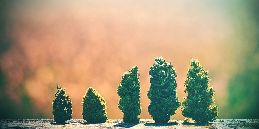 How To Choose The Right Cannabis Strain For The Netherlands