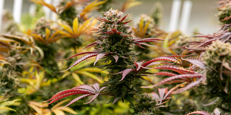 Top 10 outdoor strains for the Netherlands: Maximum yield, minimum worry!