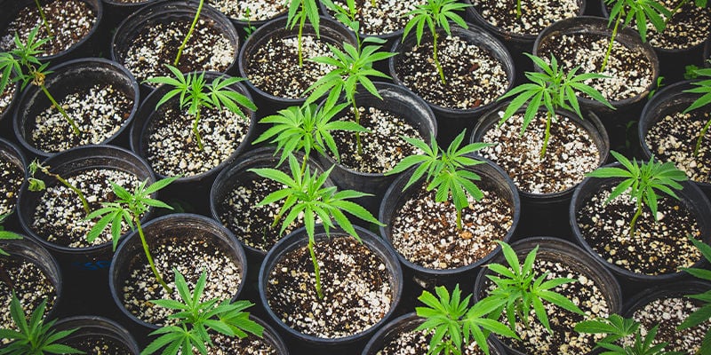 Cloning Regular And Feminized Cannabis Seeds