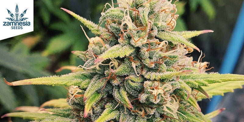 Watermelon Candy Automatic - Zamnesia Seeds