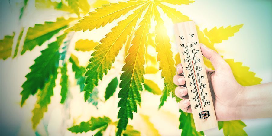 Growing Cannabis In The Spanish Climate