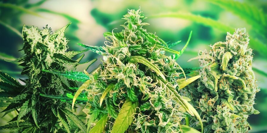 HOW TO CHOOSE THE RIGHT CANNABIS STRAINS SPAIN