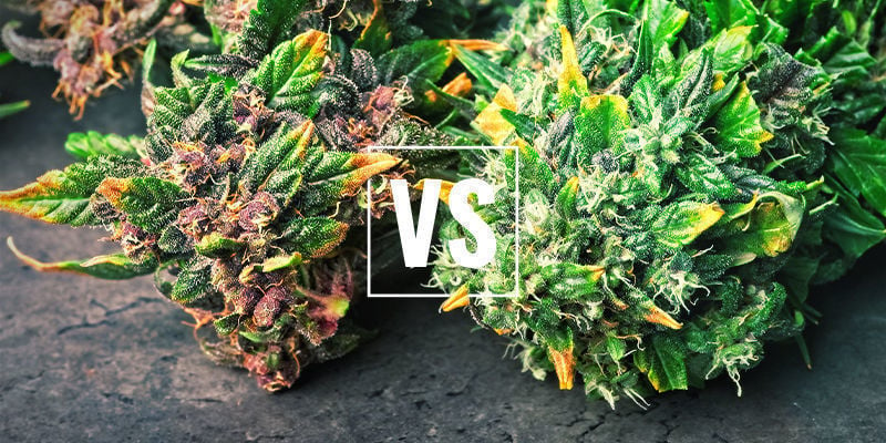 The difference between fruity and sweet strains