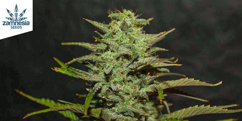 Sticky Beast Automatic (Zamnesia Seeds)